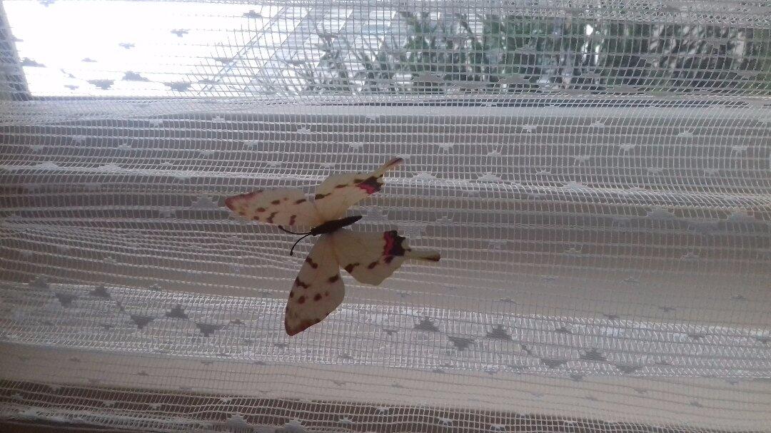 Motýlci vypadají pěkně. Nejen na zácloně.  (Obrázek k recenzi)