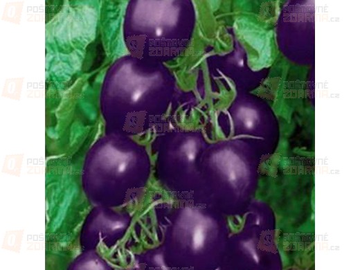 20 semínek - fialové rajče
