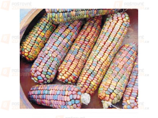 10 semínek - barevná kukuřice