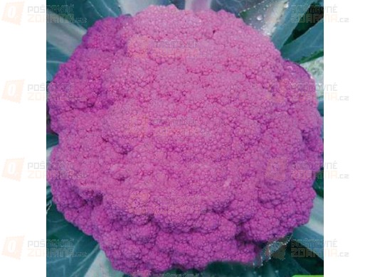 Fialový květák - sada 20 semínek