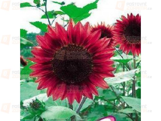 Rudá slunečnice - balení 30 semínek