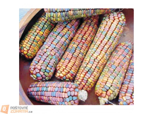 10 semínek - barevná kukuřice