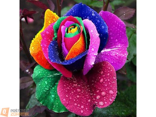 Pestrobarevná růže