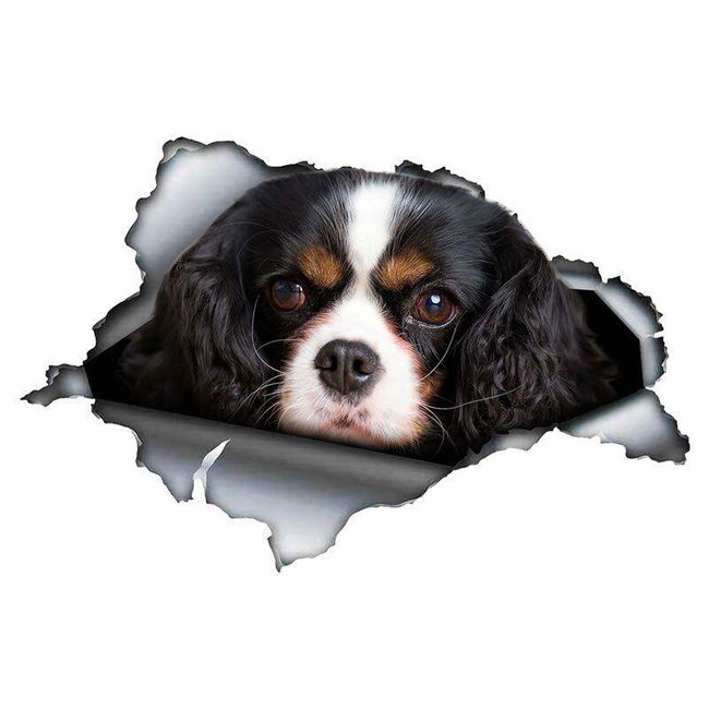 Autocolant pentru mașină Cavalier King Charles Spaniel 1