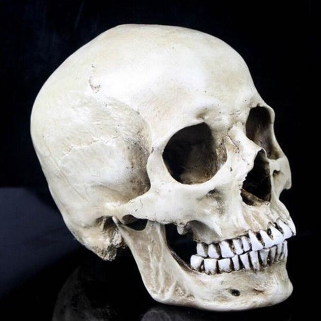Макет на череп в естествен размер 1