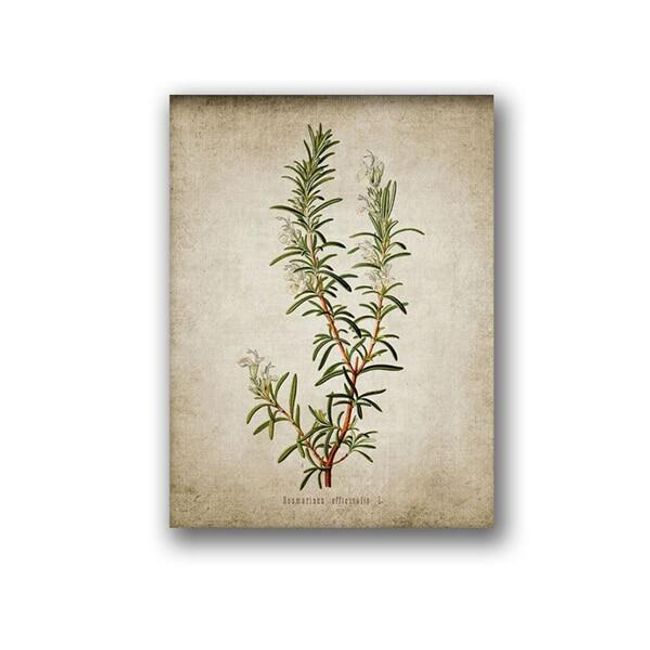 Herb botanical poster Thyme 1