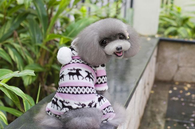 Costum de câine cu model de iarnă 1