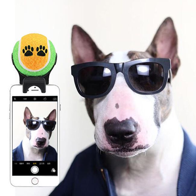 Ajutor pentru fotografierea Dogfie 1