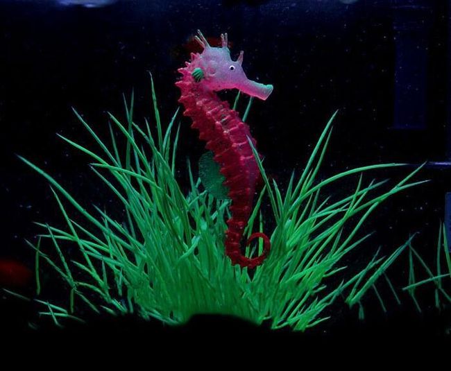 Svítící mořský koník do akvária - 3 barvy 1