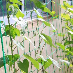 Bougainvillea net Wally