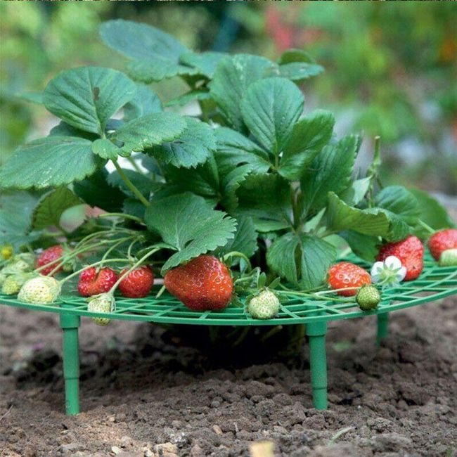 Strawberry growing aid Igel 1