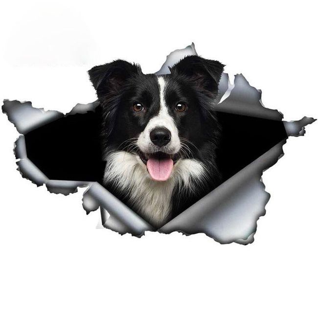 Samolepka na auto Border collie 1