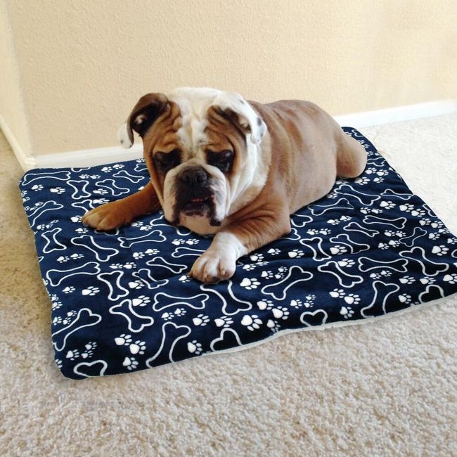 Pet blanket F21 1