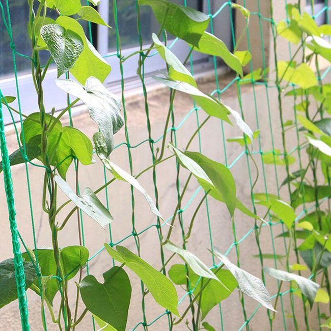 Bougainvillea net Wally 1