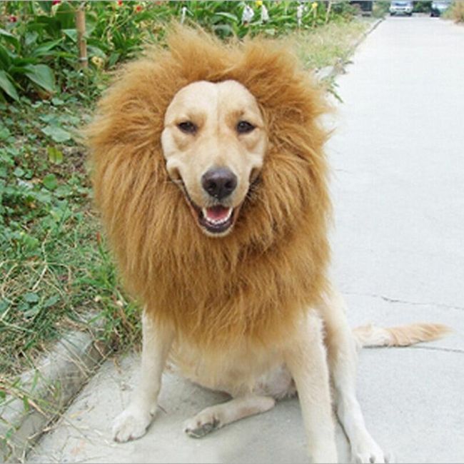 Перука за куче Lion 1