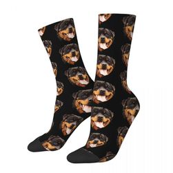 Socks Rottweiler