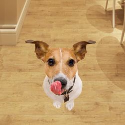 3D samolepka na podlahu - Jack Russell teriér