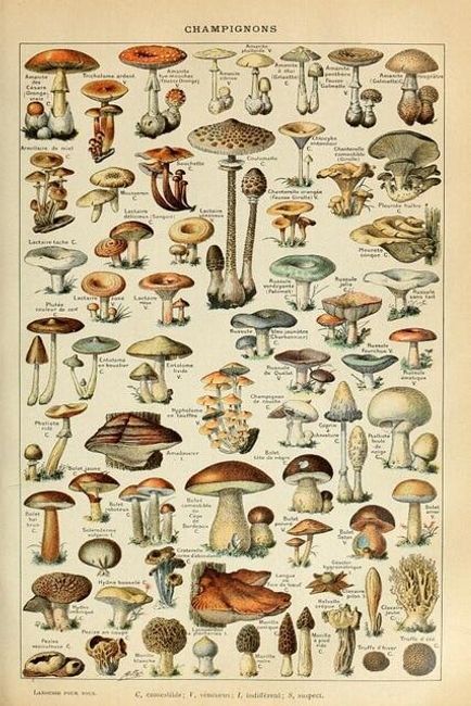 Plakát s houbami Lonnie 1