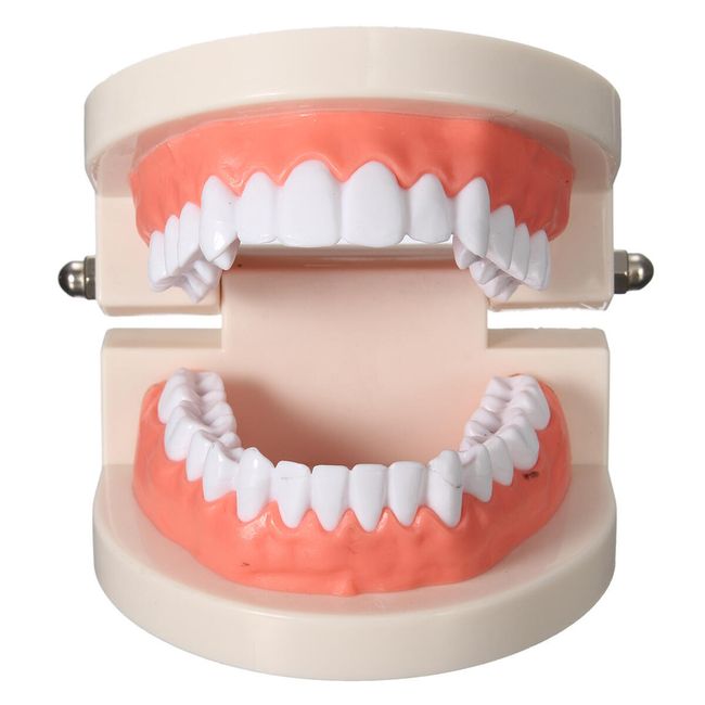 Model ljudskih zuba 1