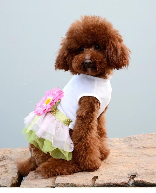 Sukienka dla psów Audrey 1
