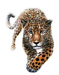 Naljepnica na peglanje Leopard