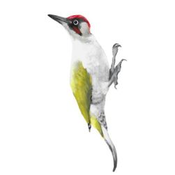 Wallsticker Woodpecker