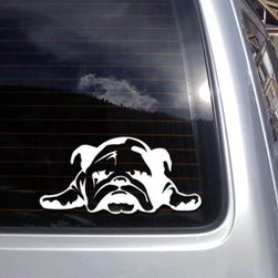 Autó matrica - aranyos bulldog