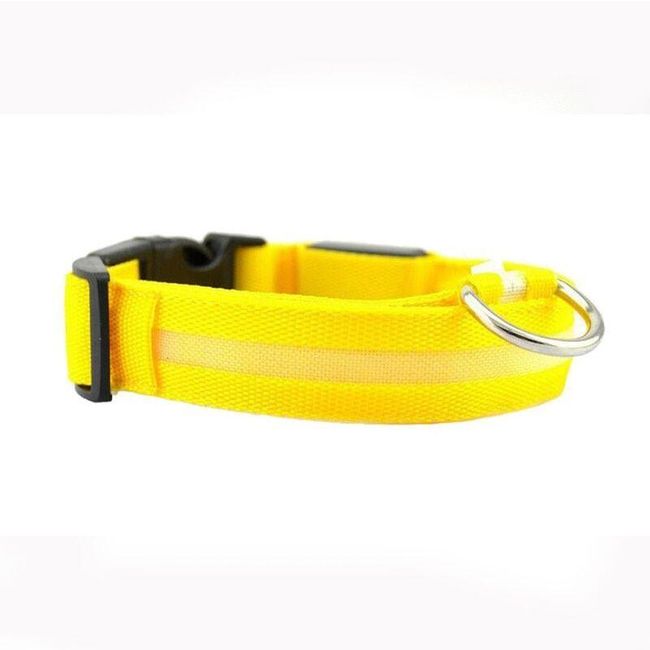 LED dog collar Durham 1