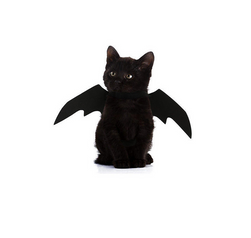 Kostim za mačku Bat