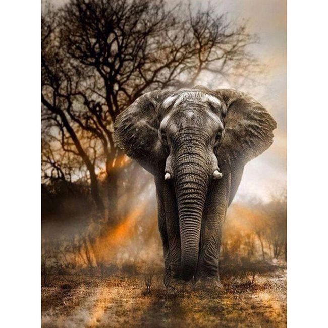DIY 5D obraz z kamyczków - Słoń afrykański 1