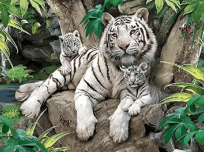 DIY obraz s bílými tygry 1