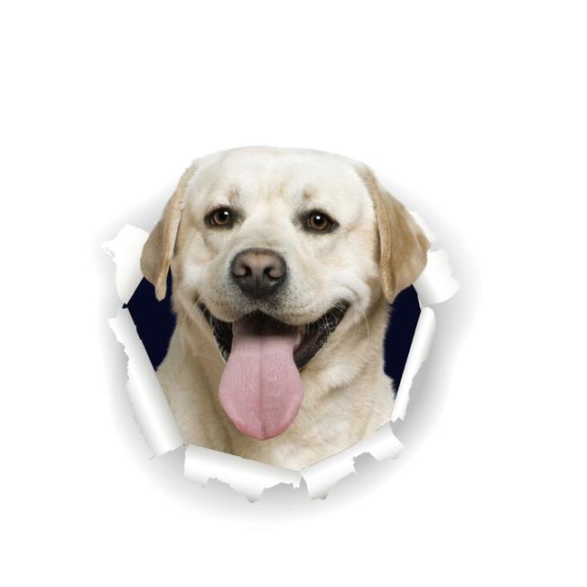 3D naklejka na ścianę Labrador 1