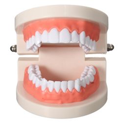 Model človeških zob