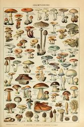 Plakát s houbami Lonnie