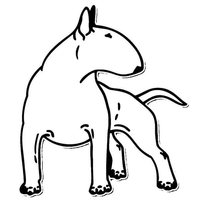 Sticker pentru masina - bull terrier 1