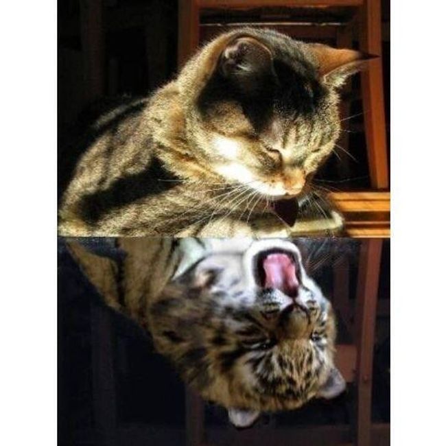 Malování podle čísel Maurise 1