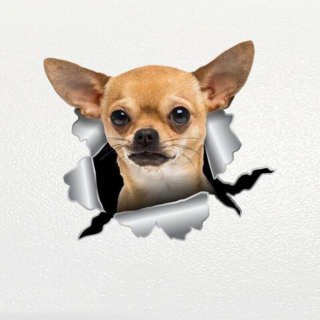 Autós matrica Chihuahua 1