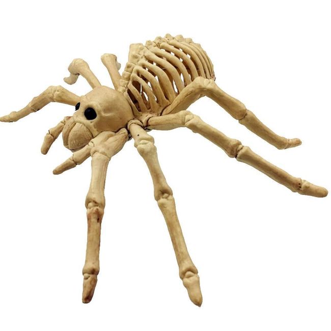 Pók csontváz 1