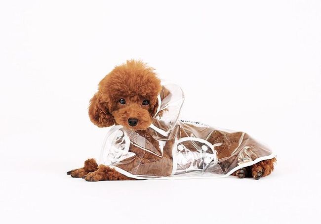 Płaszcz przeciwdeszczowy dla psów - przeźroczysty 1
