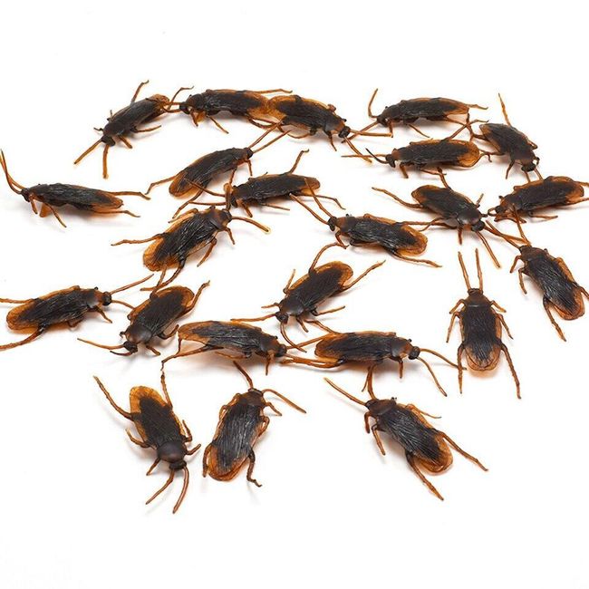 Fake cockroaches NT70 1