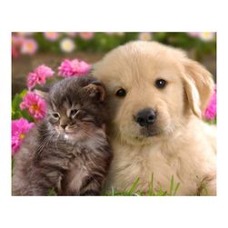 Barkács kép kövekből - kutya és macska