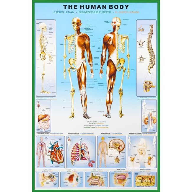 Plakát lidského těla ZO_B1M-00014 1
