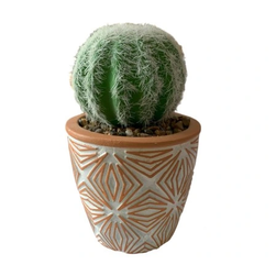 Egy kis kaktusz egy cserépben, mint egy igazi kaktusz. ZO_272201