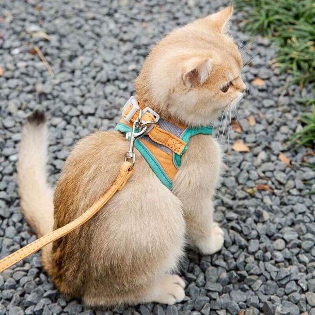 Cat harness TF4167 1