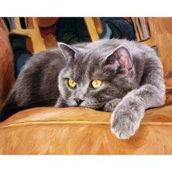 Malování podle čísel - britská kočka