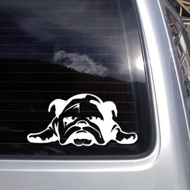 Autó matrica - aranyos bulldog 1