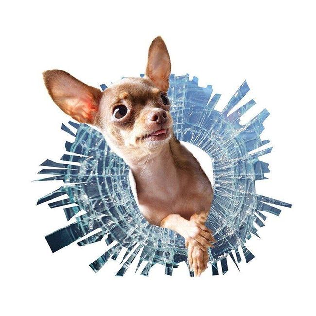 Автомобилен стикер Chihuahua 1