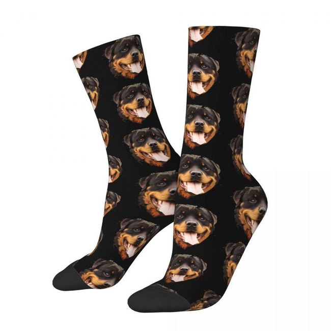 Socks Rottweiler 1