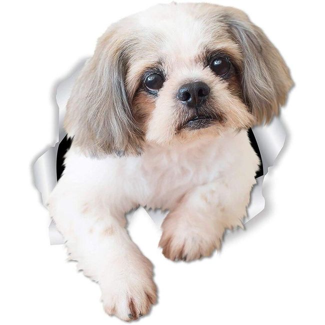 Samolepka na auto Shih-tzu 1