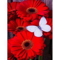 Imagine DIY cu pietre - flori de gerberă cu fluture